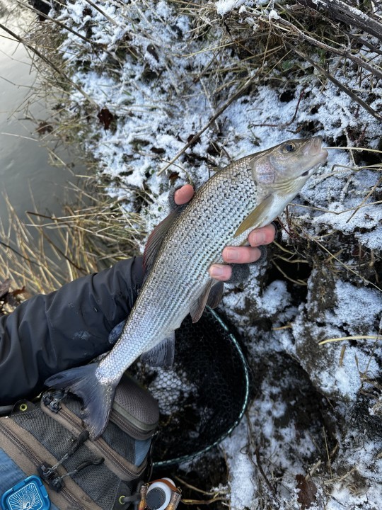 Cefnllysgwynne grayling - PJ from Swansea